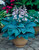 Hosta Halcyon