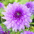 Dahlia Blue Boy