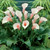 Zantedeschia aethiopica Pink Mist (Calla Lily)