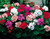 Geranium Century F1 Mixed (Rapid Plugs)