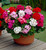Geranium Century F1 Mixed (Rapid Plugs)