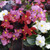 Begonia Organdy Mixed (Maxi Plugs)