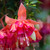 Fuchsia Giant Marbeller Orange King