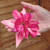 Fuchsia Giant 'Bella Rosella'