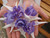 Fuchsia Blue Angel