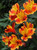 Alstroemeria Indian Summer