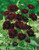Chocolate Cosmos