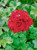 Geranium Sybil Red
