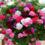 Geranium Sybil White Pearl