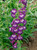 Penstemon Pensham Plum Jerkum
