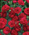 Dianthus Scent First Passion