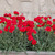 Dianthus Scent First Passion