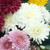 Chrysanthemum White Beppie