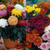 Chrysanthemum Mixed