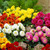 Dahlia Gallery 'Cezanne'