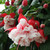 Fuchsia Trailing Swing Time