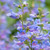 Penstemon Heavenly Blue