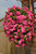 Surfinia Trailing Double Pink