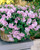 Surfinia Double Pink