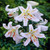 Lilium Garden Party
