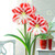 Amaryllis Clown 26cm+