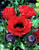 Papaver Scarlet O'Hara