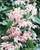 Clematis armandii Appleblossom
