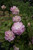 Clematis Dancing Smile
