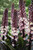 Eucomis Sparkling Rosy