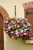 Petunia Tumbelina Mix – Double Flowered