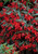 Begonia Million Kisses Amour