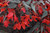 Begonia Million Kisses Amour