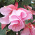 Fuchsia Julie Horton (Trailing)