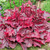 Heuchera 'Fire Chief'