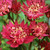 Astrantia Major Scarlet Pimpernel