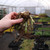 Iris germanica 'Latest Style'