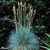 Festuca glauca 'Blue Select'