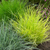 Festuca glauca 'Golden Toupee'