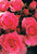 Rose 'You're Beautiful'