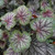Heuchera 'Green Spice'