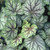 Heuchera 'Green Spice'