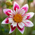 Dahlia 'Fashion Monger'