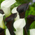 Zantedeschia Black Star