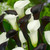 Zantedeschia Black Star