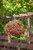 Calibrachoa Million Bells Trailing Red