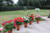 Geranium Patio Zonal Mix