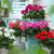 Geranium Patio Zonal Mix