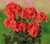 Geranium Grandeur Orange