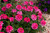 Verbena Endurascape Hot Pink