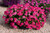 Verbena Endurascape Hot Pink